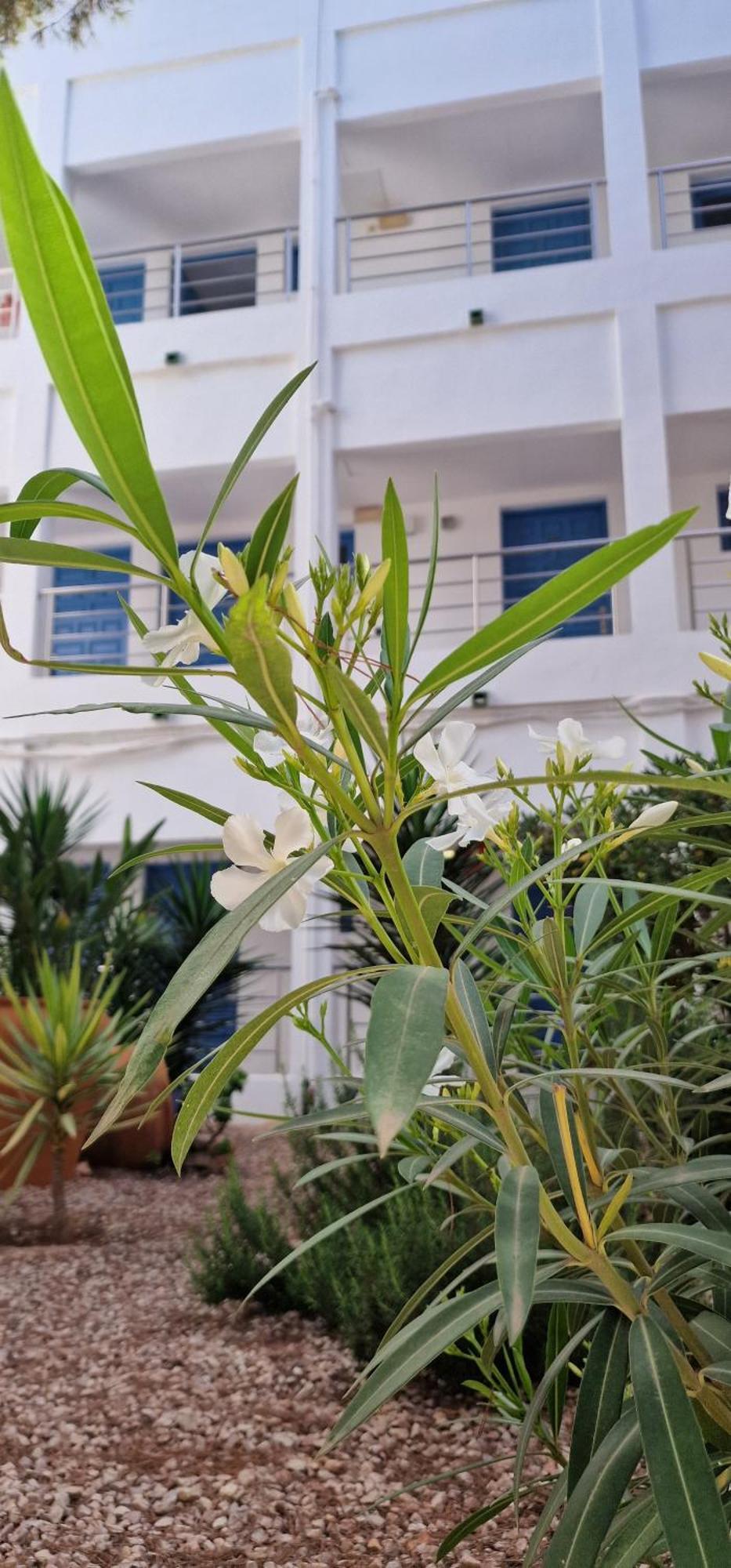 Apartamentos Costamar II Es Pujols Luaran gambar